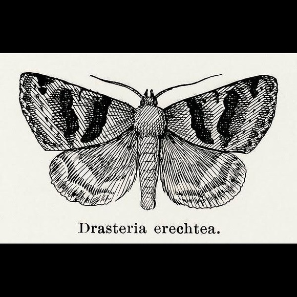 8 Framed Butterfly Prints - Picture 8 of 9